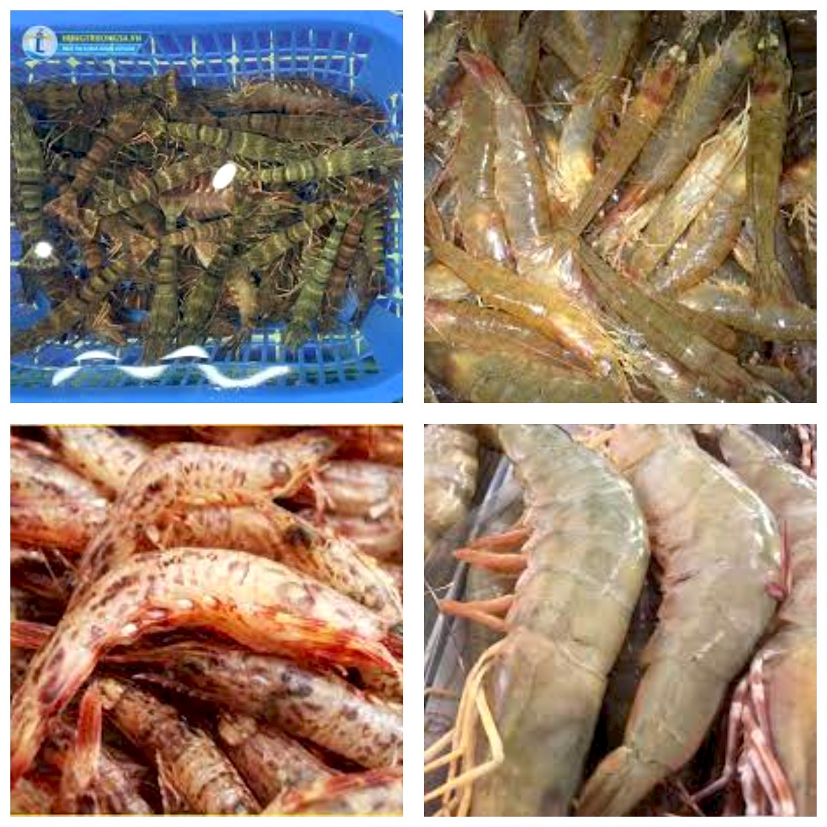 Tôm các loại